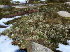 Astelia psychrocharis