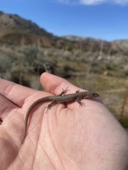 Xantusia vigilis