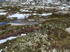 Astelia psychrocharis