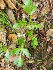 Sanicula bipinnatifida