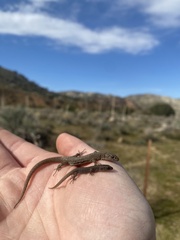 Xantusia vigilis