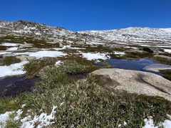 Astelia psychrocharis