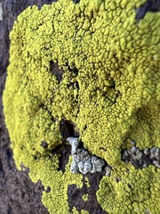 Acarosporaceae
