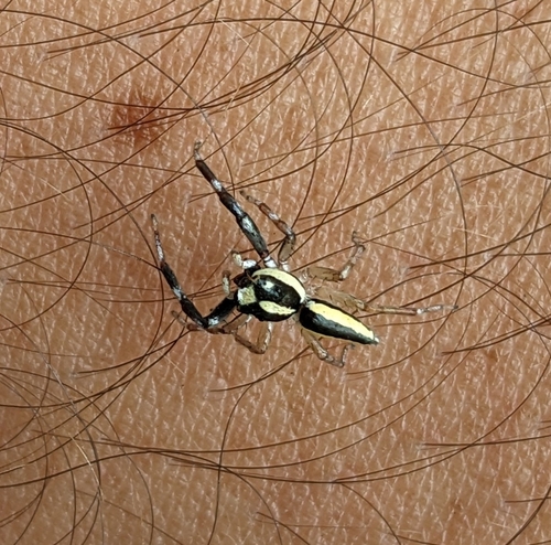 Multi-Coloured Phintella photo 3