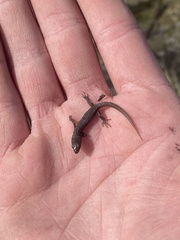 Xantusia vigilis