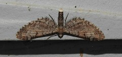 Eupithecia ravocostaliata
