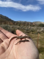Xantusia vigilis