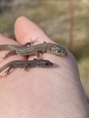 Xantusia vigilis