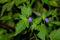 Browallia americana