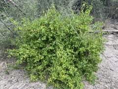 Malpighia glabra