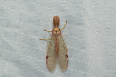 Ditaxis meridiei