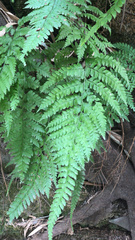 Microlepia