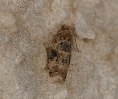 Lobesia botrana
