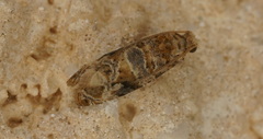 Lobesia botrana