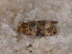 Lobesia botrana