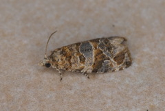 Lobesia botrana