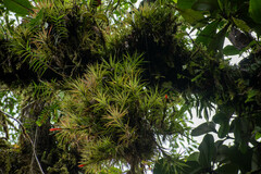 Guzmania angustifolia