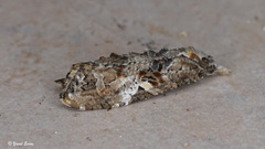 Phtheochroa rugosana