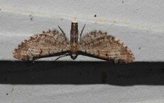Eupithecia ravocostaliata