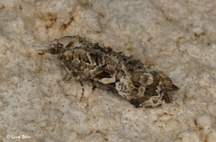 Phtheochroa rugosana