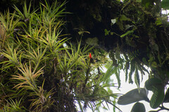 Guzmania angustifolia