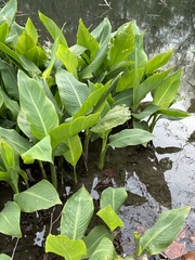 Sagittaria platyphylla