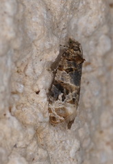 Lobesia botrana