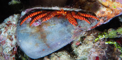 Ciliopagurus strigatus