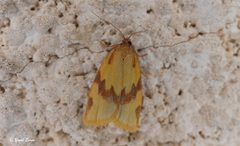 Aphelia peramplana