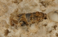 Lobesia botrana