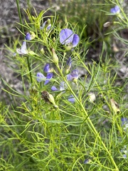 Psoralea
