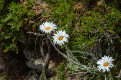 Celmisia asteliifolia