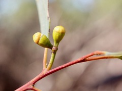 Eucalyptus dumosa