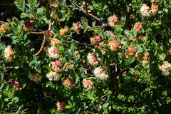 Pimelea ligustrina ciliata