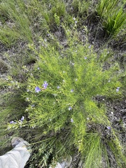 Psoralea