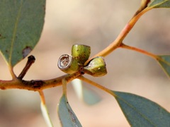 Eucalyptus dumosa