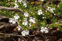 Prostanthera cuneata