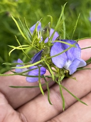 Psoralea