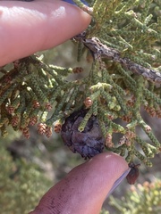Juniperus californica