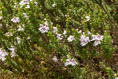 Prostanthera cuneata