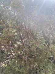 Juniperus californica