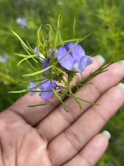 Psoralea