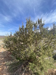 Juniperus californica