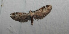 Eupithecia ravocostaliata