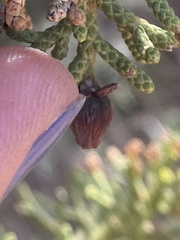 Walshomyia juniperina