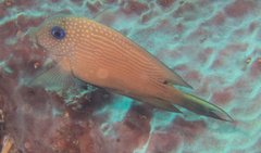 Ctenochaetus binotatus