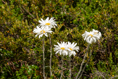 Celmisia asteliifolia