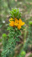 Pultenaea tuberculata