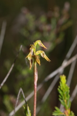 Genoplesium clivicola