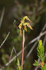Genoplesium clivicola